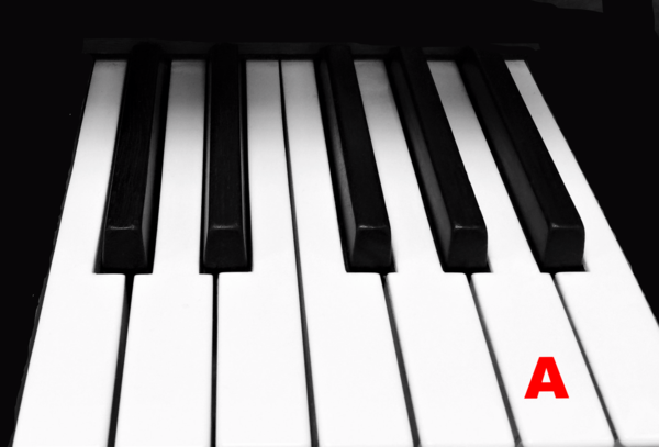Piano Keytop Glossy White 1-15/16" Short Head - Individual Replacement Key