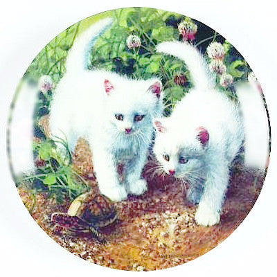 Amy Brackenbury's Cat Tales Collection 1987
