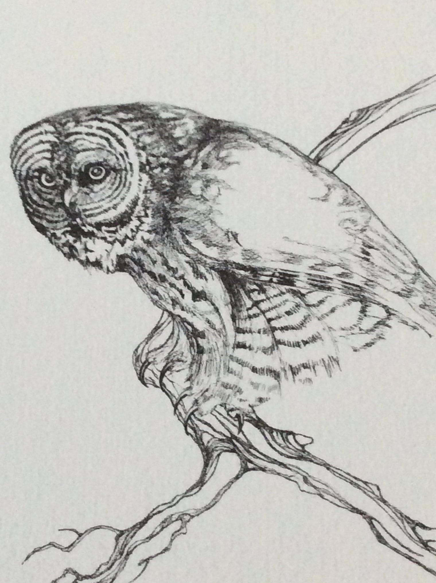Great Gray Owl by Charles J. Johnson, Vintage Notecard 1973, The Owl's Nest