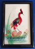 Feather Framed Handcrafted Exotic Bird Artwork